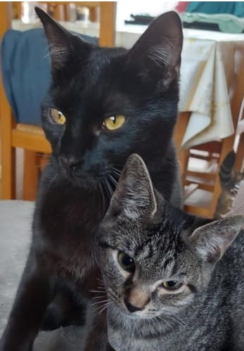 Photo de Bandit et Charlie